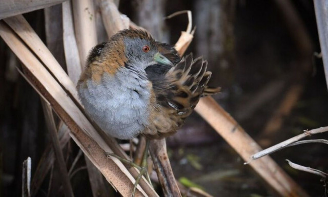Περιβαλλοντικό «θαύμα» στη Μελβούρνη: Πώς μονάδα επεξεργασίας λυμάτων έγινε βιότοπος πουλιών