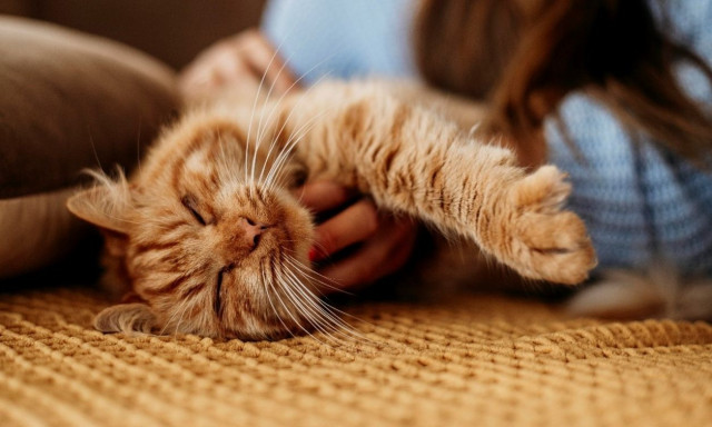 Παγκόσμια Ημέρα Ζώων: Τα κατοικίδιά μας χρειάζονται αγάπη, σεβασμό και ουσιαστική φροντίδα