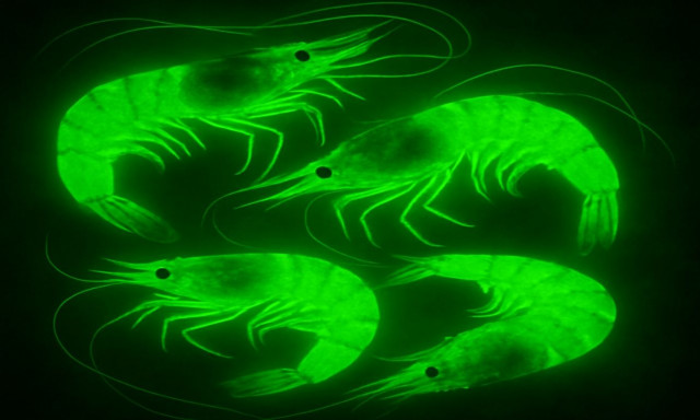 Ραδιενεργές γαρίδες από την Ινδονησία προκαλούν συναγερμό - Που τις πουλούσαν