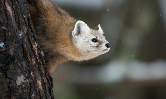 Άγρια Φύση: 19 δενδροκούναβα επέστρεψαν στην Αγγλία έναν αιώνα μετά την εξαφάνισή τους - Βίντεο