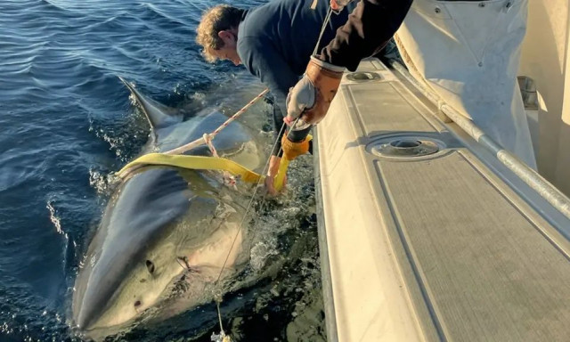 Ρεκόρ μετανάστευσης: Ο μεγαλύτερος λευκός καρχαρίας του Ατλαντικού εμφανίστηκε στον βόρειο Καναδά