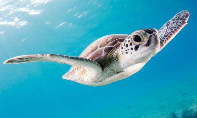 Πράσινη χελώνα: Σώζεται από την εξαφάνιση και επιστρέφει στη ζωή έπειτα από δεκαετίες προσπαθειών