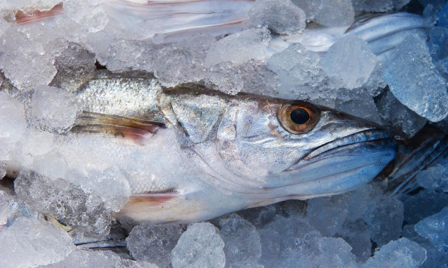 Θεσσαλονίκη: Κατασχέθηκαν 70 κιλά μπακαλιάρου στην ιχθυόσκαλα Νέας Μηχανιώνας