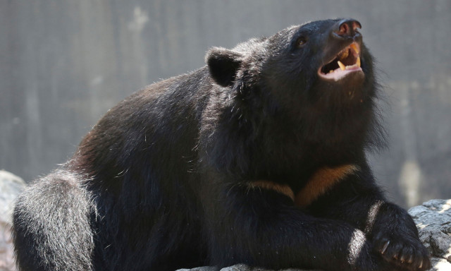 Ιαπωνία: Αρκούδα ξερίζωσε το κεφάλι άνδρα που μάζευε μανιτάρια - Σε επίπεδα ρεκόρ οι επιθέσεις