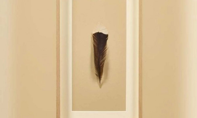 Το πιο σπάνιο και ακριβό φτερό στον κόσμο: Ζυγίζει μόλις 9 γραμμάρια, αλλά αξίζει μια περιουσία