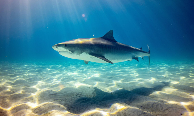 Αυστραλία: Καρχαρίας δάγκωσε 14χρονο που ψάρευε με φίλους του - Δίνει μάχη για τη ζωή του