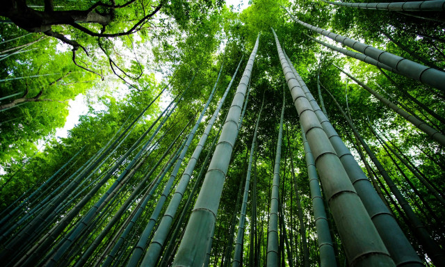 Η «έξυπνη» λύση της Κίνας: Το πλαστικό από μπαμπού είναι πιο ανθεκτικό και εύκολο στην ανακύκλωση