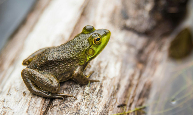 Ο βάτραχος που αιωρήθηκε: Το πείραμα που χάρισε το Νόμπελ και απέδειξε πως όλοι «πετάνε»