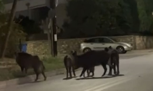 Βόλος: Τα αγριογούρουνα έφθασαν έξω από τις αυλές σπιτιών – Ολόκληρο κοπάδι κοντά στο 8ο Γυμνάσιο