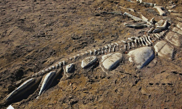 Επιστήμονες ανακάλυψαν δεινόσαυρο που είχε σώμα πιγκουίνου και υπερβολικά πολλά δόντια