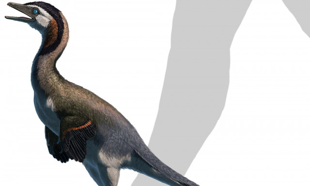 Περίεργη ανακάλυψη στην έρημο της Μογγολίας - Απολίθωμα δεινόσαυρου που μοιάζει με πιγκουίνο