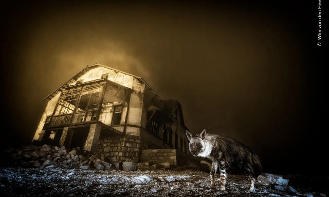 Μια φωτογραφία μιας ύαινας κέρδισε στον διαγωνισμό Wildlife Photographer of the Year 2025