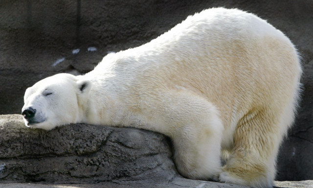 Πολικές αρκούδες κατέλαβαν ρωσικό νησί - Βίντεο