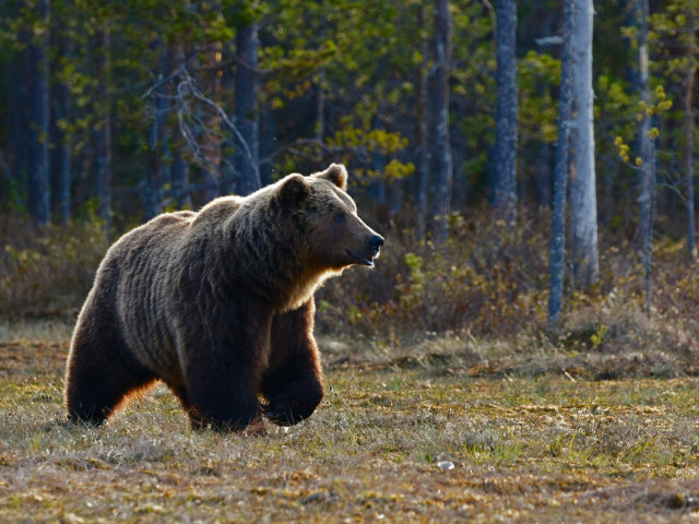 Ολοένα και συχνότερη η εμφάνιση άγριων ζώων σε οικισμούς: Αρκούδα περπατάει μέσα στο Ασημοχώρι