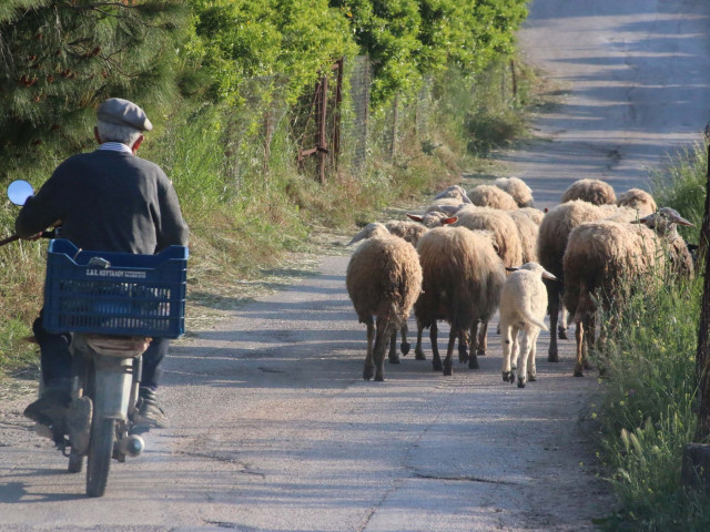 Ευλογιά αιγοπροβάτων: Παρατείνονται τα προληπτικά μέτρα στην Κρήτη