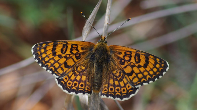 Θρίαμβος βιοποικιλότητας: Τα Ιωάννινα έχουν όσες πεταλούδες διαθέτει το... Ηνωμένο Βασίλειο