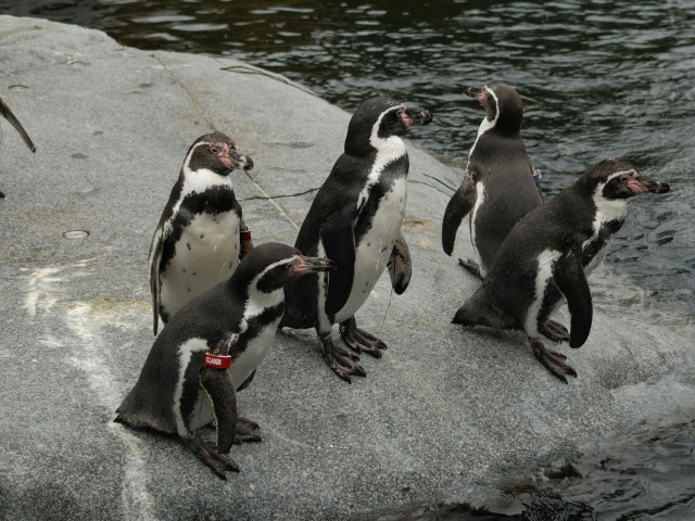 Λονδίνο: Οργή ακτιβιστών κατά ενυδρείου - Καταγγέλλουν ότι έχουν παγιδεύσει πιγκουίνους σε υπόγειο
