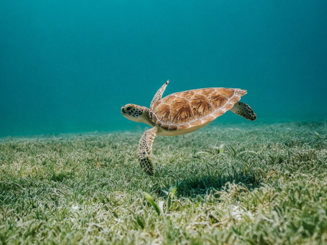 Οι θαλάσσιες χελώνες... επιστρέφουν - Τα ενθαρρυντικά στοιχεία για την ανάκαμψη των πληθυσμών τους