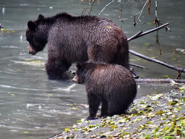 Ιαπωνία: Δρομέας πάλεψε με την αρκούδα για να σωθεί - Με ένα δάγκωμα διέλυσε το χέρι του