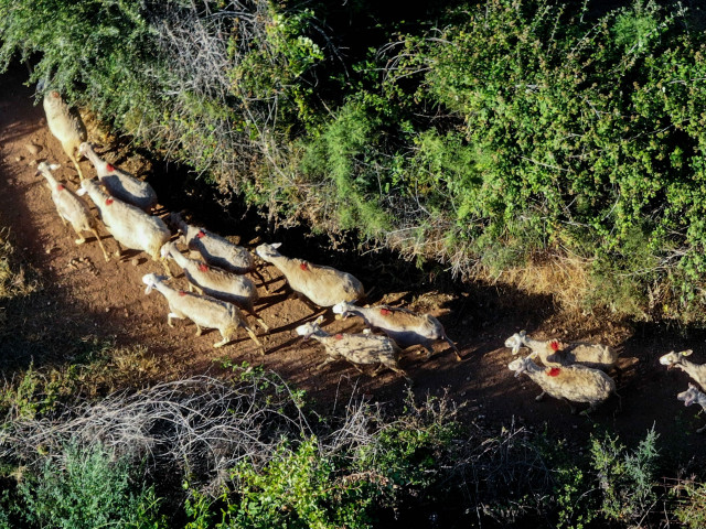 Δίκη για ΟΠΕΚΕΠΕ: «Δηλώνονταν βοσκοτόπια χωρίς ζωικό κεφάλαιο», κατέθεσε μάρτυρας