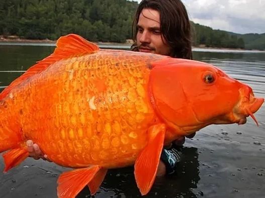 The Carrot: Το χρυσόψαρο που ζυγίζει όσο ένα 10χρονο, σοκάρει τους επιστήμονες