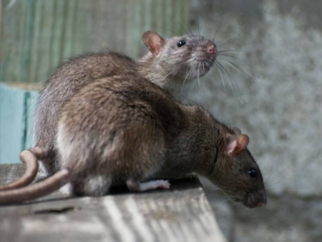 Ανάστατοι οι κάτοικοι στο κέντρο του Ηρακλείου: Γέμισε ποντίκια κεντρικός δρόμος - Δείτε βίντεο