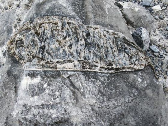 Χανιά: Εντυπωσιακό εύρημα στο φαράγγι της Σαμαριάς - Βρέθηκε απολίθωμα ψαριού