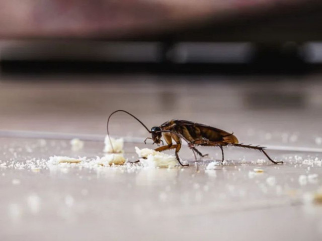 Κατσαρίδες στο σπίτι σας; 3 τρόποι να απαλλαγείτε από αυτό το έντομο φυσικά