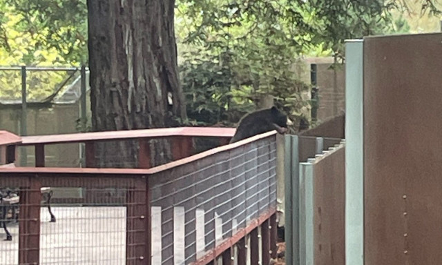 ΗΠΑ: Αρκούδα μπήκε σε ζωολογικό κήπο και επισκέφτηκε τρεις αιχμάλωτες «φίλες» της