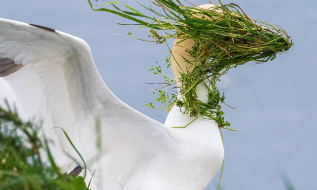 Τα Comedy Wildlife Awards ανακοίνωσαν τους 40 φιναλίστ - Δείτε τις ξεκαρδιστικές φωτογραφίες