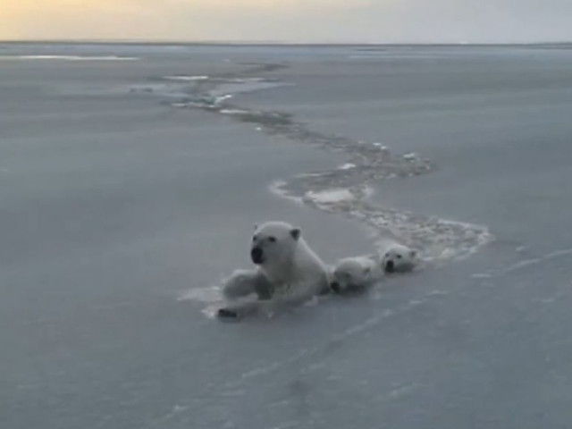 Γιακουτία: Οικογένεια πολικών αρκούδων διέσχισε τα νερά ενός παγωμένου ποταμού