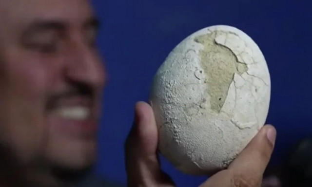 Παταγονία: Βρήκαν άθικτο αυγό δεινοσαύρου 70.000.000 ετών