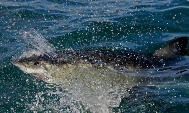 Γιατί δεν θα δείτε ποτέ έναν λευκό καρχαρία σε ενυδρείο