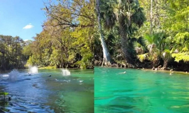 Γιατί «βρέχει» μαϊμούδες στη Φλόριντα: Η άγνωστη ιστορία έχει τις ρίζες της έναν αιώνα πριν