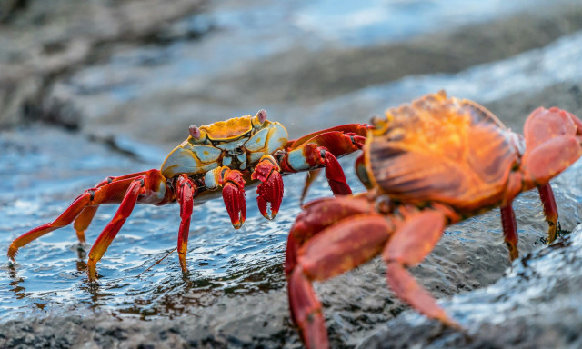Εκατομμύρια κόκκινα καβούρια ξεκίνησαν την ετήσια μετανάστευσή τους στο Νησί των Χριστουγέννων