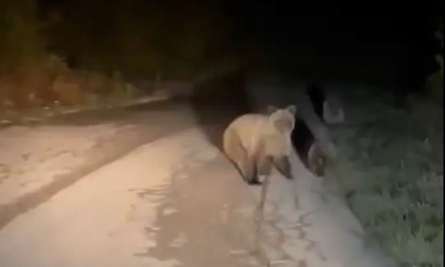 Ιωάννινα: Οδηγός συνάντησε αρκούδα και τα δύο μικρά της στον δρόμο - Δείτε βίντεο