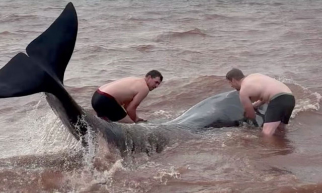 Ηρωική διάσωση: Βούτηξαν με τα εσώρουχα στη θάλασσα για να σώσουν 3 φάλαινες - Βίντεο