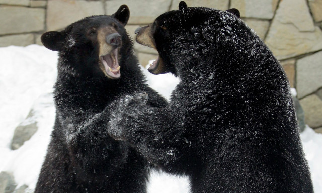 Αρκούδες «νίντζα» τρομοκρατούν την Ιαπωνία - Φρενίτιδα θανατηφόρων επιθέσεων