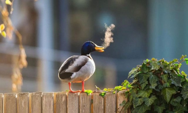 Τα πιο αστεία στιγμιότυπα της άγριας ζωής: Οι φωτογραφίες που ξεχώρισαν