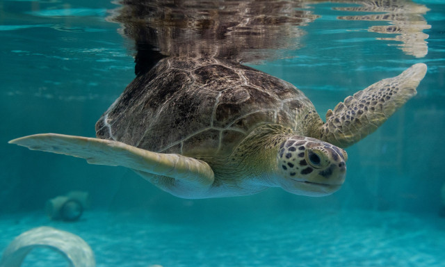 Οι πράσινες θαλάσσιες χελώνες δεν είναι πλέον είδος υπό εξαφάνιση - Ανέκαμψε ο πληθυσμός τους
