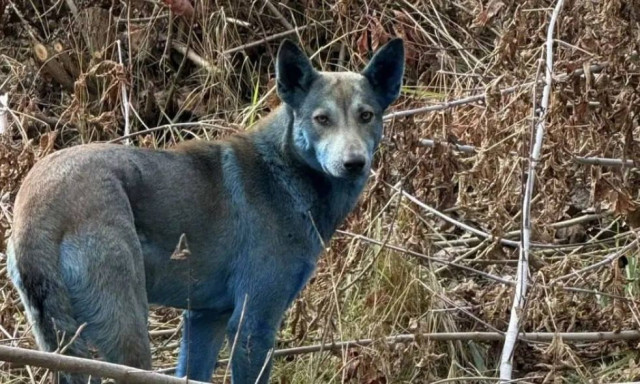 Συναγερμός στο Τσέρνομπιλ - Παράξενα μπλε σκυλιά στη ραδιενεργή Ζώνη Αποκλεισμού