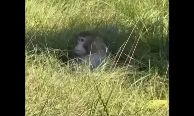 ΗΠΑ: Πίθηκοι δραπέτευσαν από φορτηγό που τους μετέφερε - Όλοι, εκτός από έναν, θανατώθηκαν