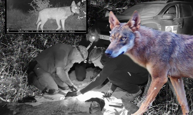 Η μεγάλη επιστροφή των λύκων: Πόσοι υπάρχουν, ποιοι οι πραγματικοί κι οι «παρεξηγημένοι» κίνδυνοι