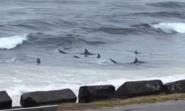 Αυστραλία: Καρχαρίες βγήκαν στα ρηχά σε δημοφιλή παραλία σέρφινγκ - Βίντεο