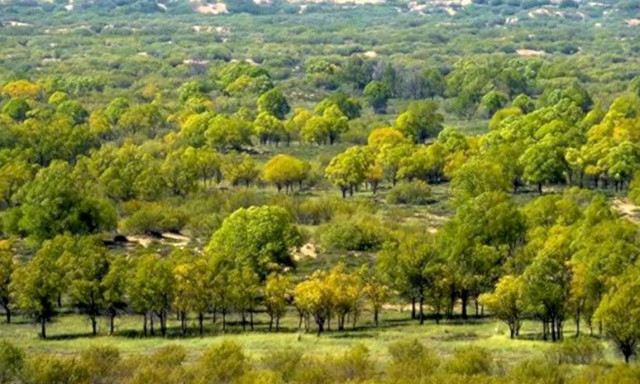 Η Κίνα έχει φτιάξει νέα δάση σε έκταση ίση με αυτή του Τέξας