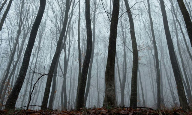 «Το πιο στοιχειωμένο δάσος του κόσμου»: Παραμορφωμένα δέντρα, UFO και τρομακτικές ιστορίες