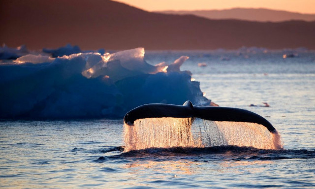 Μελέτη: Η φάλαινα της Γροιλανδίας ίσως κρύβει το μυστικό κατά της γήρανσης και του καρκίνου