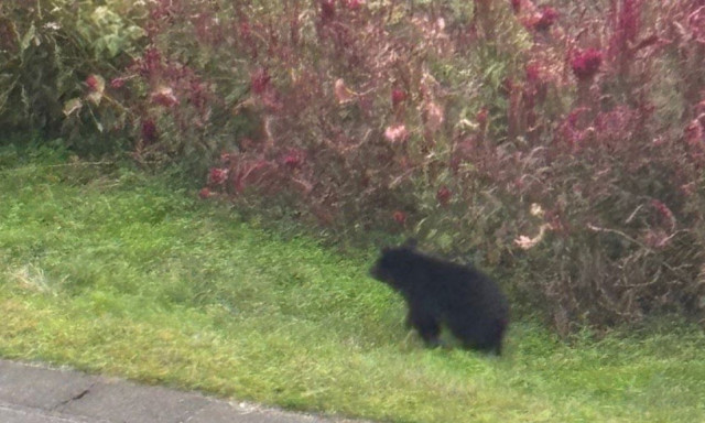 Ιαπωνία: Εισβολή μαύρης αρκούδας σε εταιρεία - Πέντε υπάλληλοι το έβαλαν στα πόδια για να σωθούν