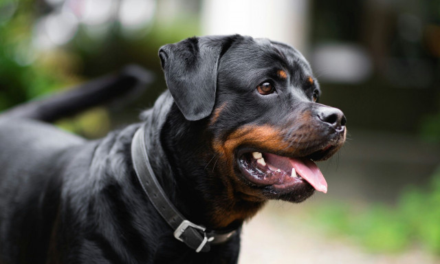 Καλαμάτα: Η στιγμή που το ροτβάιλερ επιτίθεται στον 76χρονο - Σε κρίσιμη κατάσταση ο ηλικιωμένος