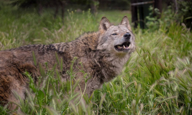 Χαλκιδική: Νέα εμφάνιση λύκου στη Μεγάλη Παναγία – Ανήσυχοι οι κάτοικοι